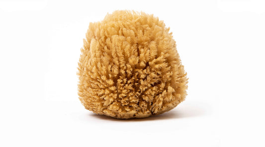 Image of brown sea sponge on white background you can keep sponges bacteria free by correctly cleaning them
