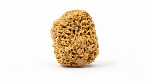 Natural sustainable bath sponge brown color on a white background.