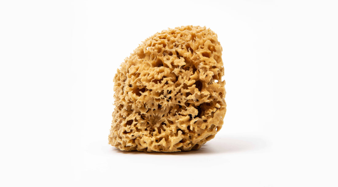 Brown sea sponge with small holes and natural hair like fibers on a white background.