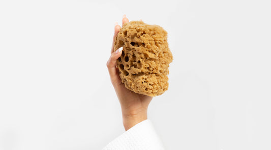 Natural sea sponge unbleached held by a model, only the hand is showing with the sponge. Organic ocean sponge with hair like fibres.