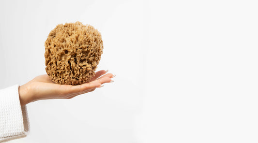 Image of natural sponge in hand of model with only hand and sponge showing, with beige background. Alternatives to a natural sponge include loofahs