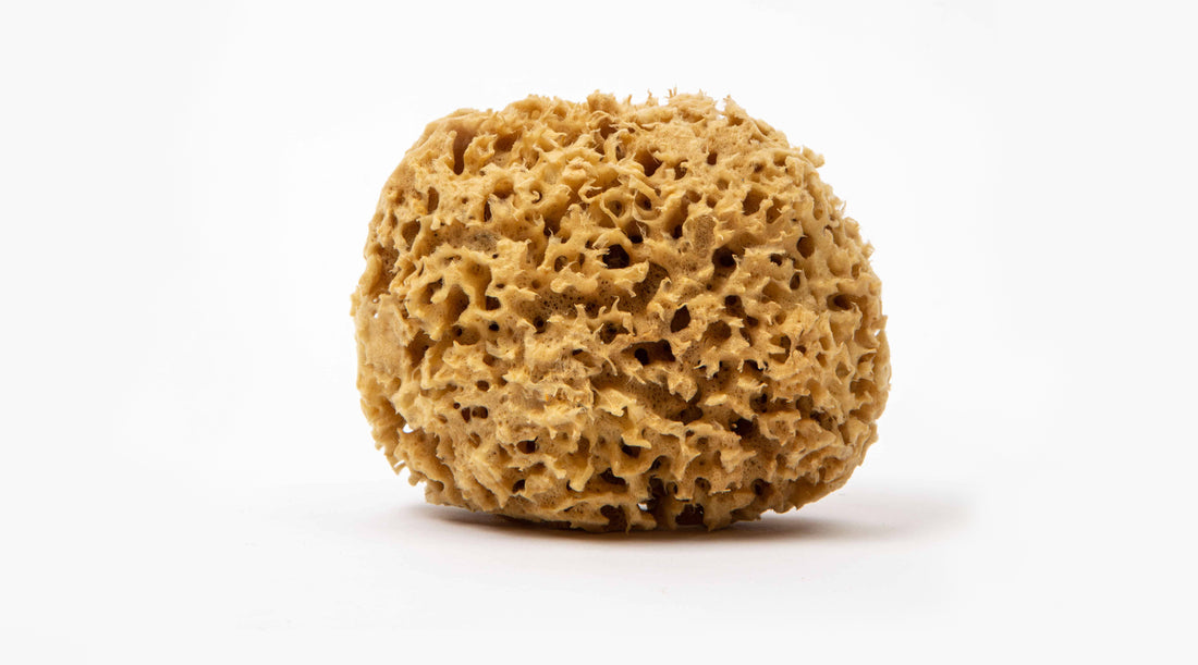 Brown coloured sea sponge on white background. Natural fibres of the round sponge showing with holes between them. 
