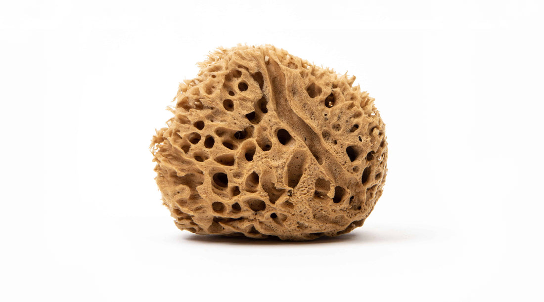 Image of brown natural sea sponge on a white background.  The sea sponge has honeycomb holes in appearance.