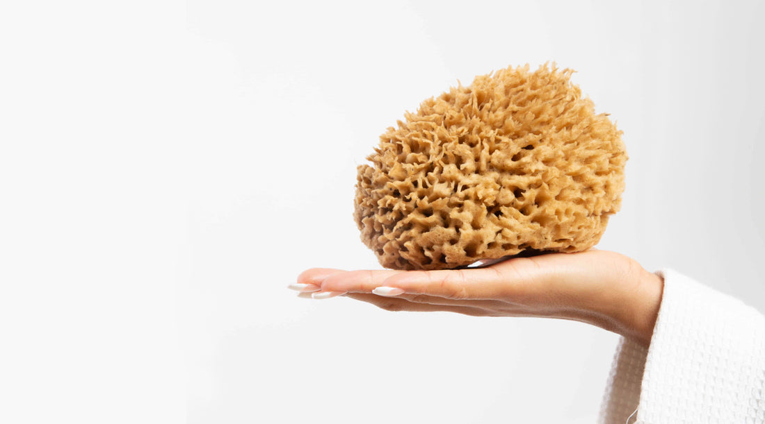Image of natural sea sponge held in hand.  plastic-free sponge made from sustainable sea sponge